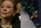 Oscar: estatueta que seria de Fernanda Montenegro virou peso de porta; veja