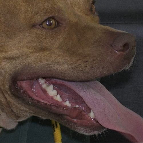 Saiba como cães da raça pit bull devem ser criados; lei estadual restringe a criação dos animais